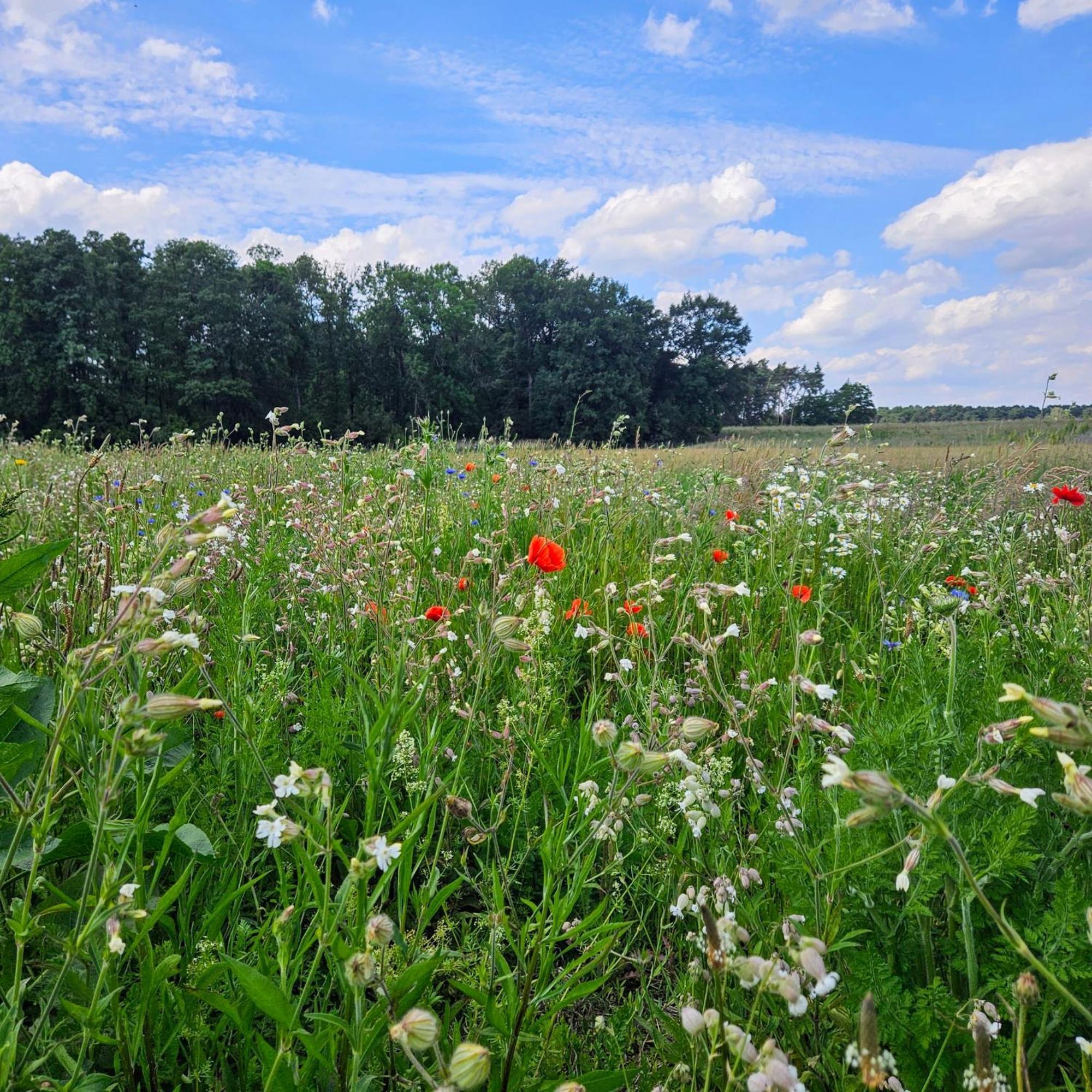 Отель Landgut Voigtsmuehle Friedland  Экстерьер фото